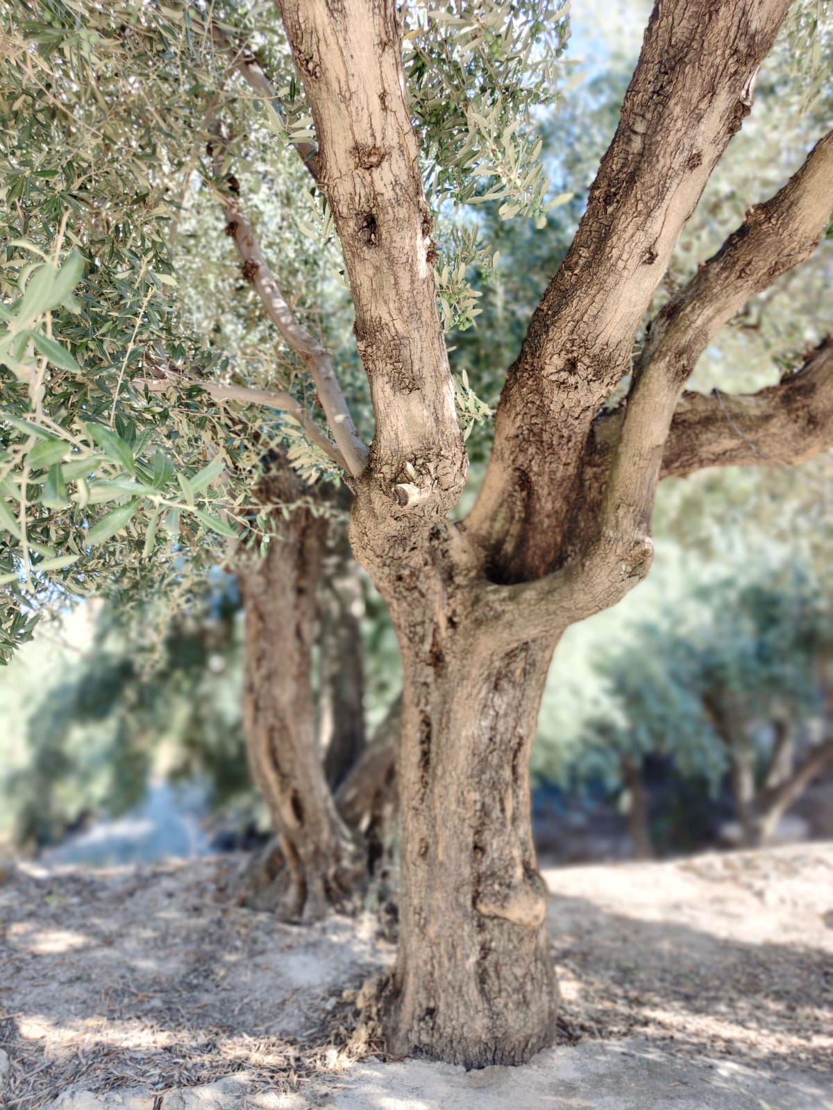 olivo